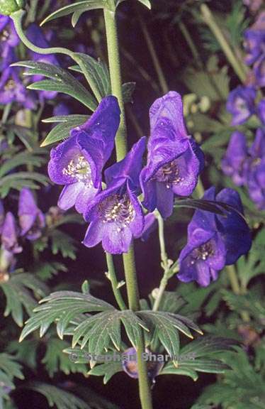 aconitum carmichaelii 2 graphic